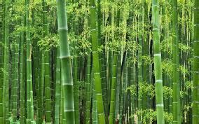 bamboo 意思